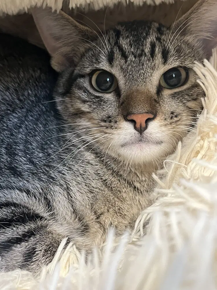 Festival - Domestic Short Hair