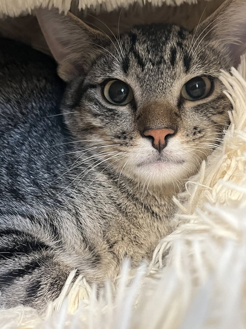 picture of the cat needing adoption