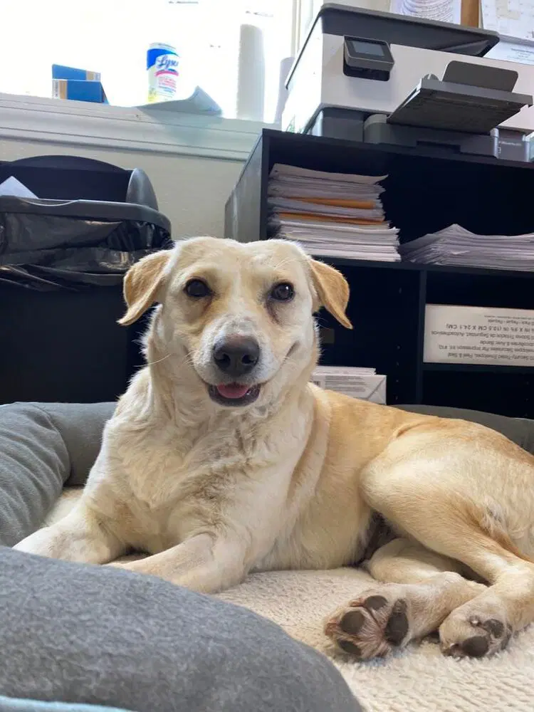 Honeybee - Labrador Retriever