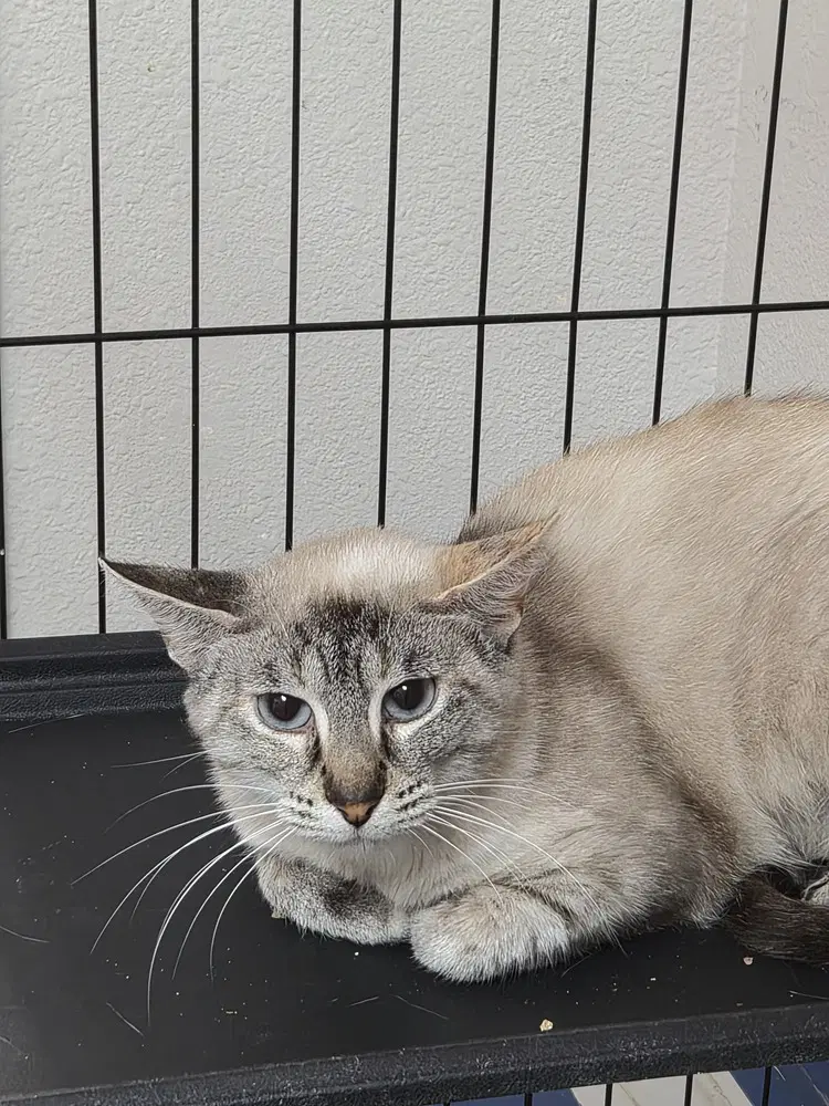 Jaguar - Siamese