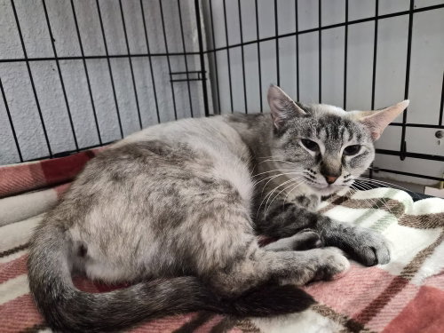 picture of the cat needing adoption