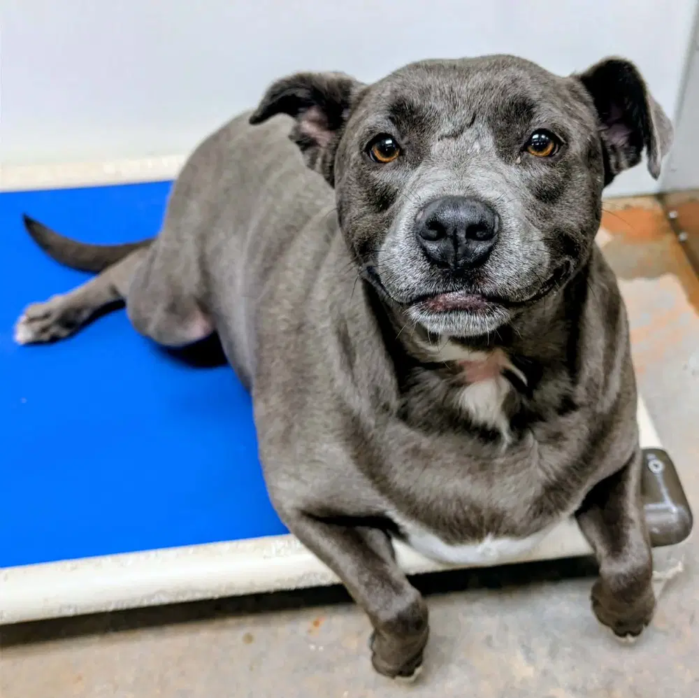 Karma - Staffordshire Bull Terrier