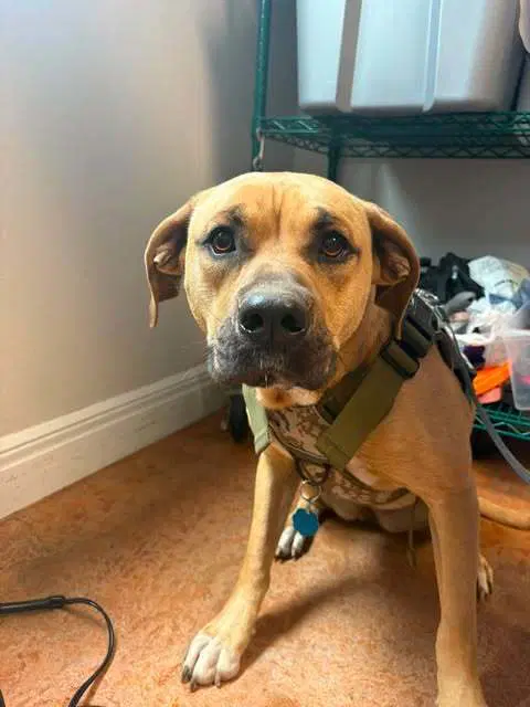 Mia - Pit Bull Terrier