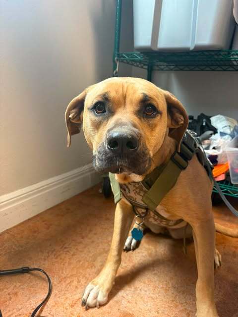 picture of the dog needing adoption