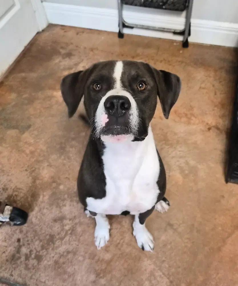 Cheech - Labrador Retriever
