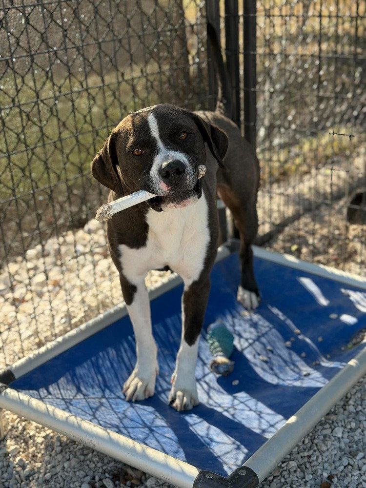 Cheech, photo 2