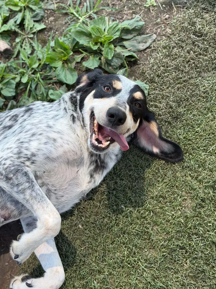 Birdy - Bluetick Coonhound