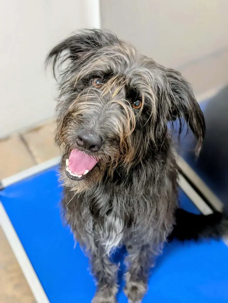 Ellie Mae - Schnauzer