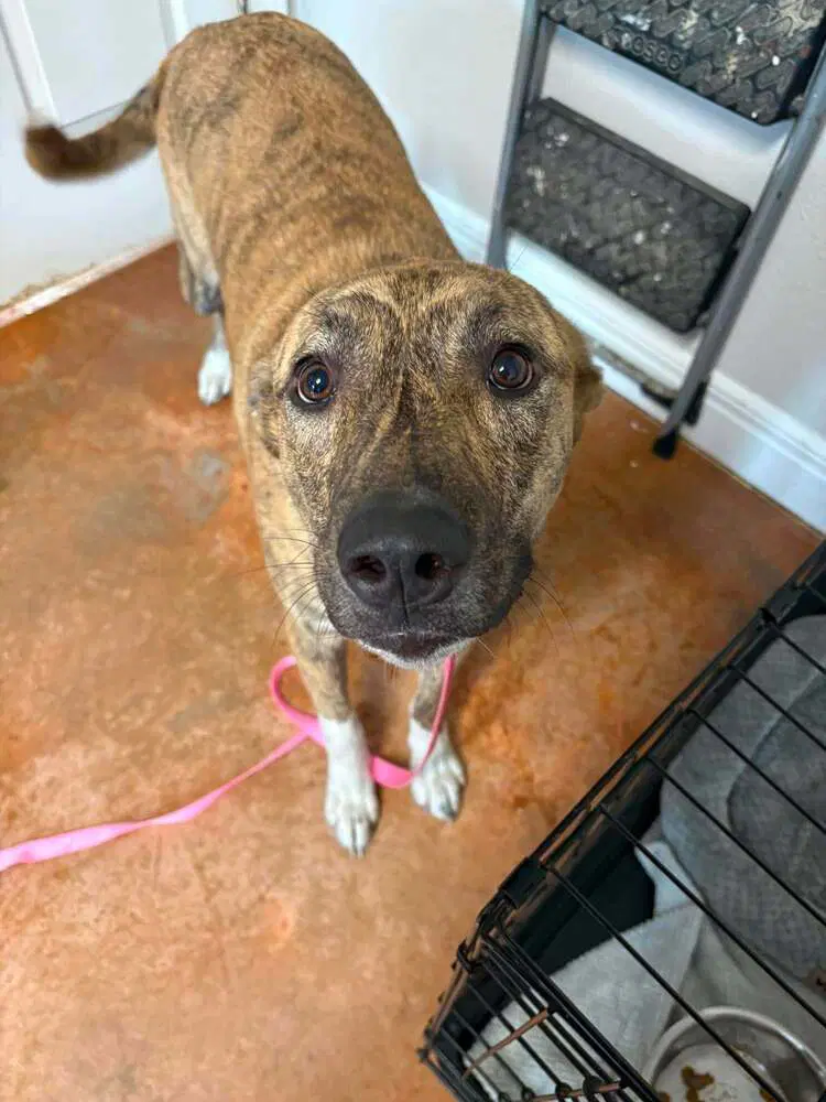 Leia - Dutch Shepherd