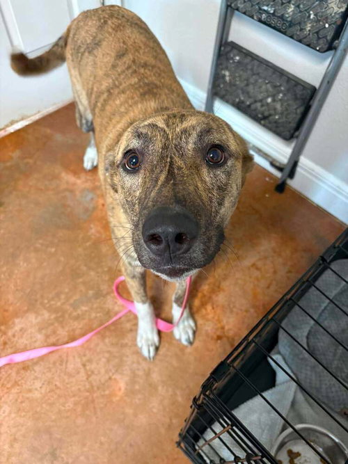 picture of the dog needing adoption