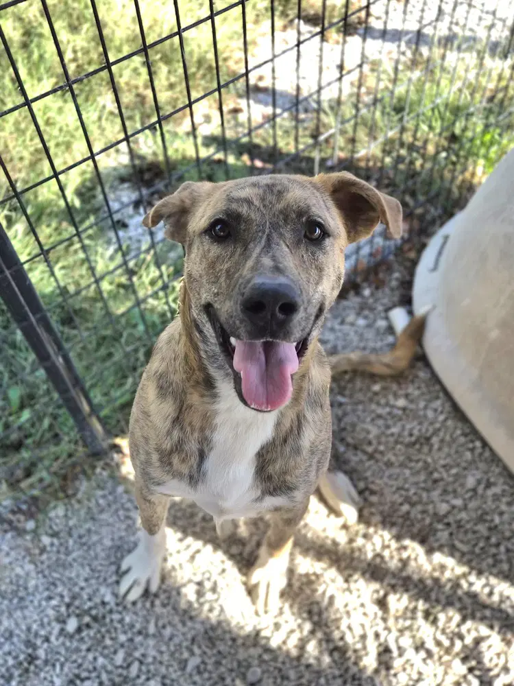 Leia - Dutch Shepherd