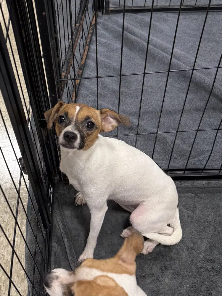 Marshmallow - Chihuahua