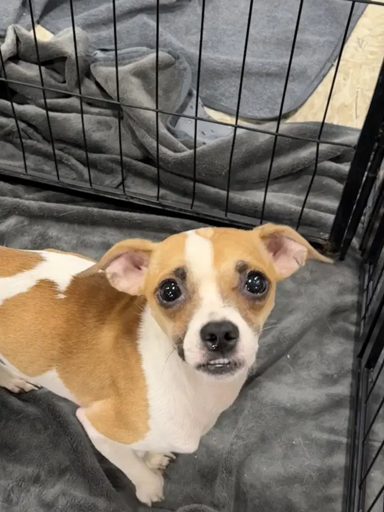 Champy - Chihuahua