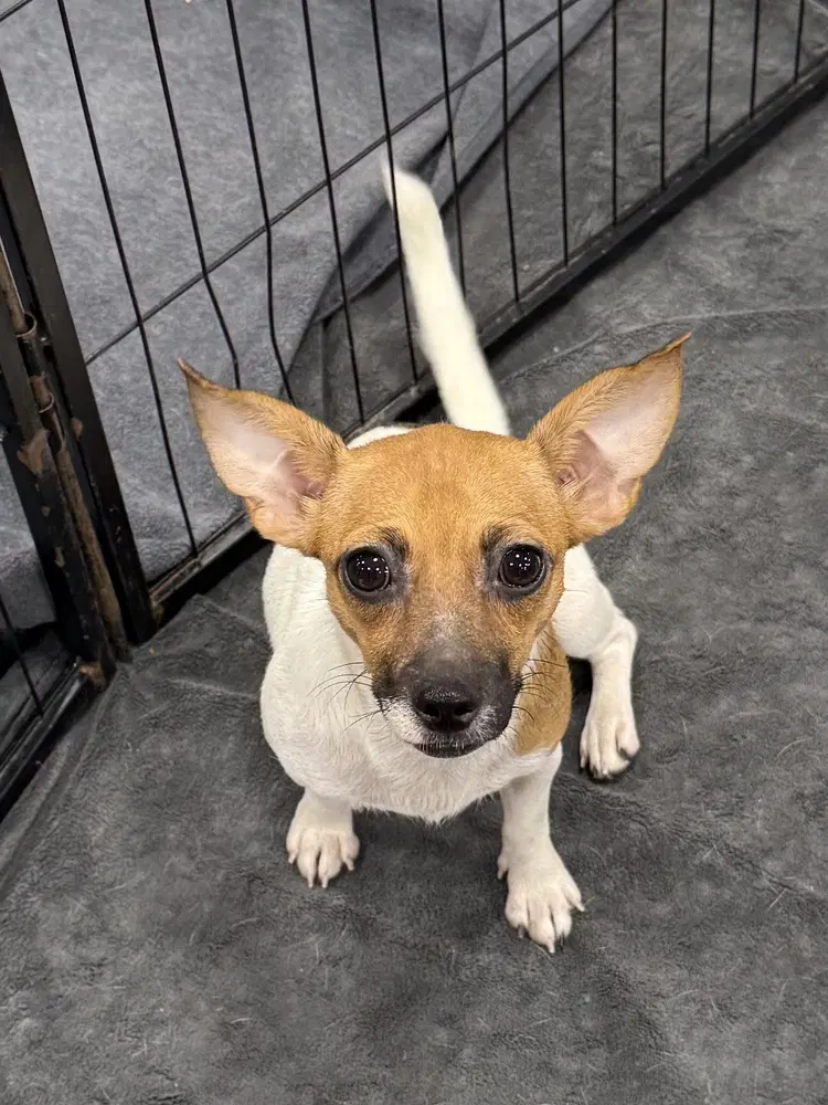 Smores - Chihuahua