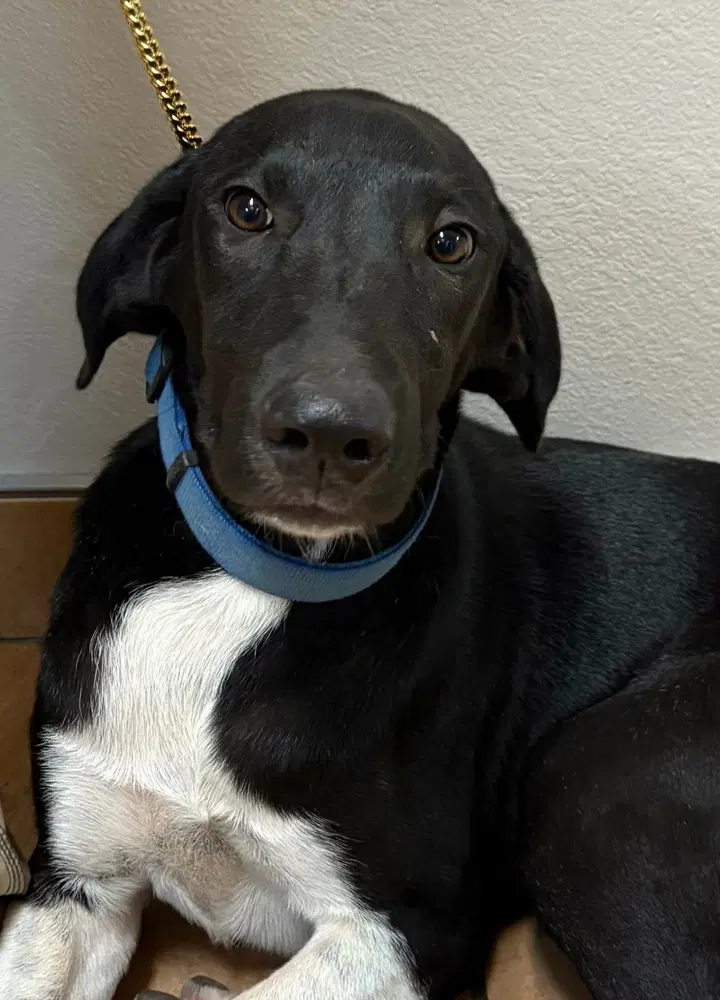 Lainey - Great Dane
