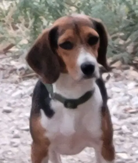 Bill - Beagle