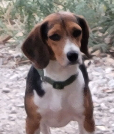 picture of the dog needing adoption