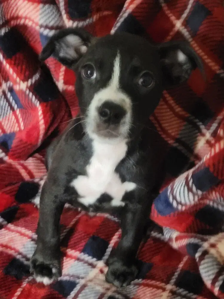 Rembrandt - Pit Bull Terrier