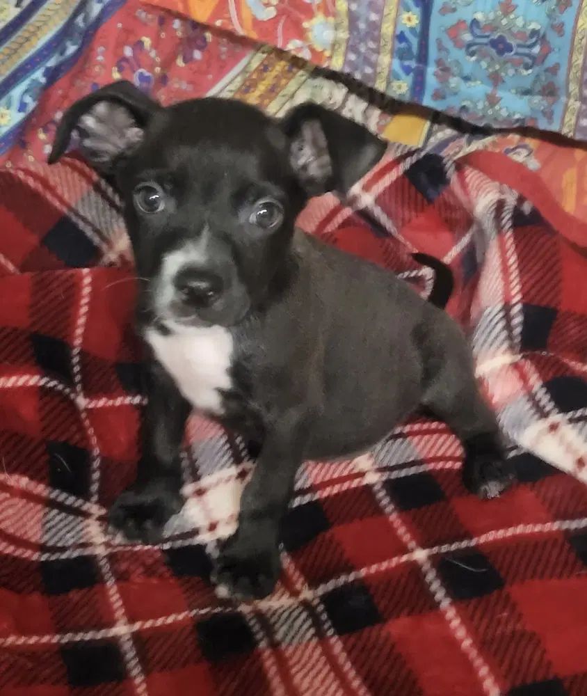 Monet - Pit Bull Terrier