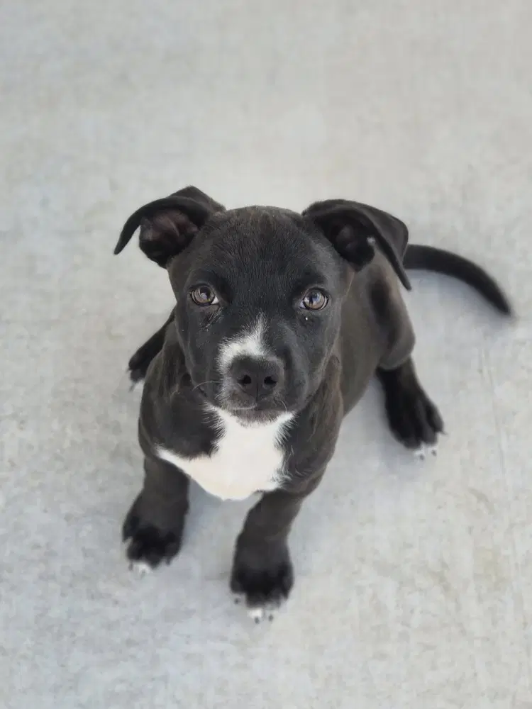 Monet - Pit Bull Terrier