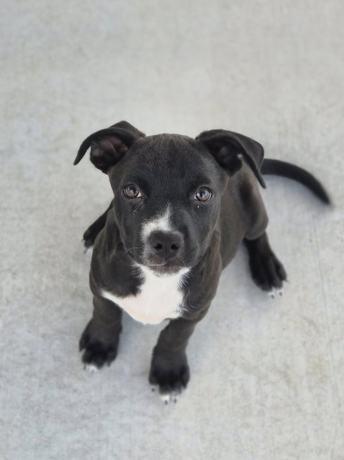 picture of the dog needing adoption