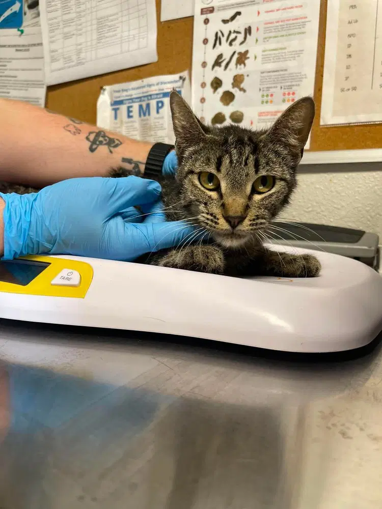 Days - Domestic Short Hair