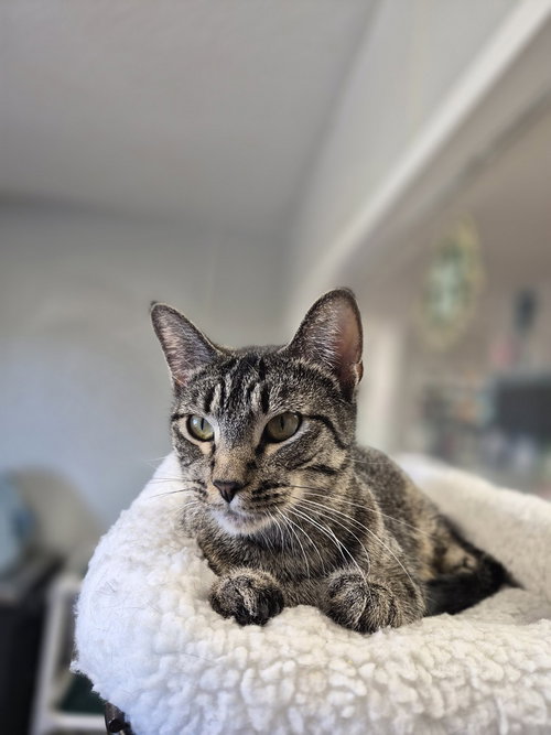 Days, an adult female cat up for adoption