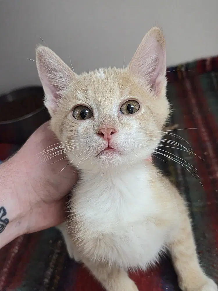 Honeydew - Domestic Short Hair