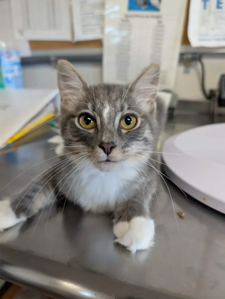 Bambino - Domestic Medium Hair