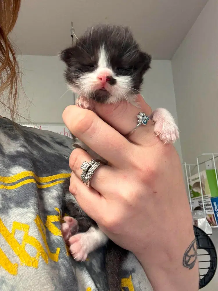Iron - Domestic Short Hair