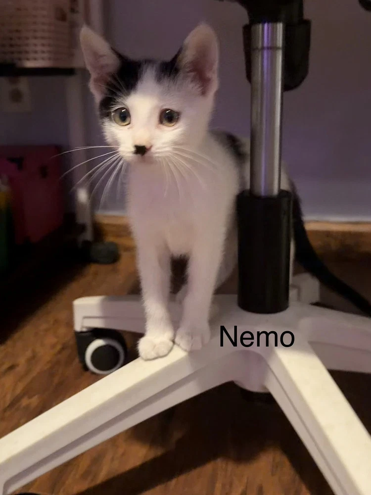 Nemo