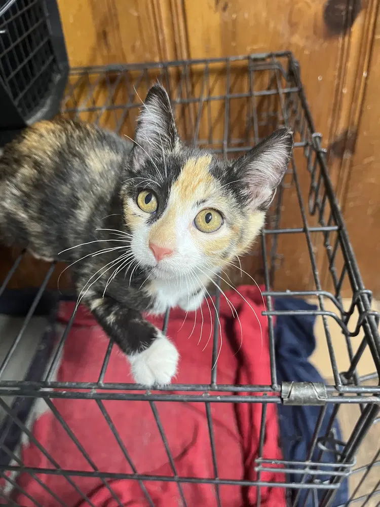 Malibu - Domestic Short Hair