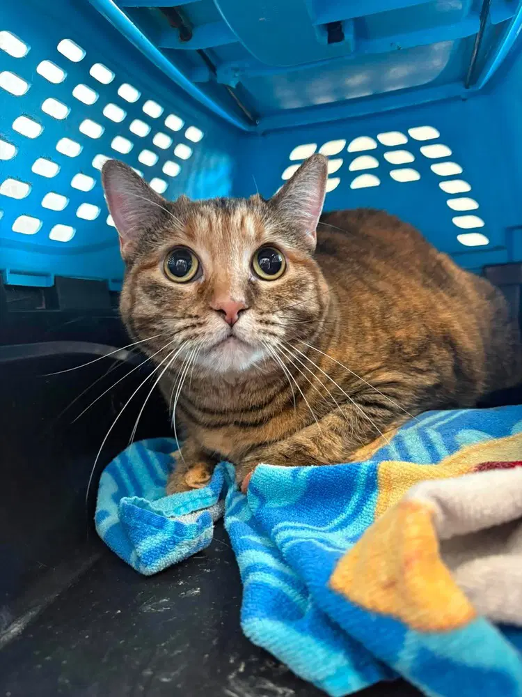 Autumn - Domestic Short Hair
