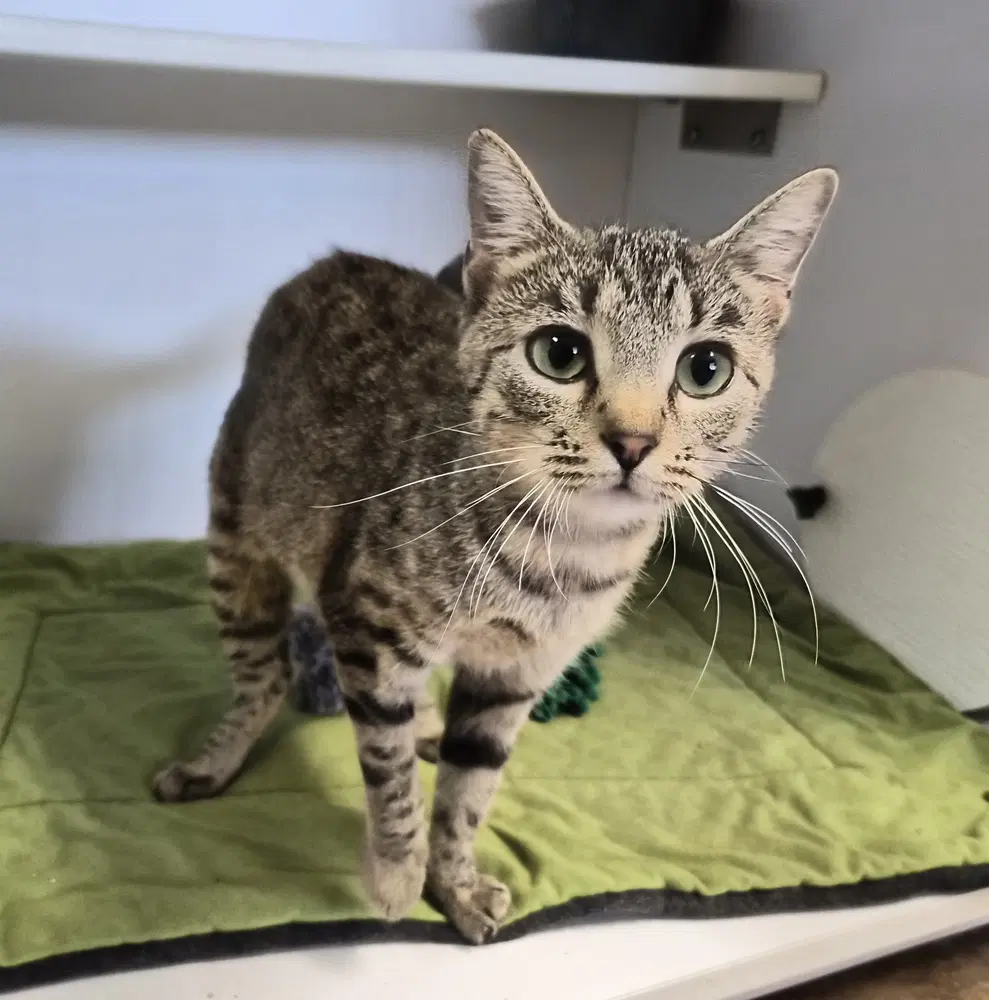 Poppy - Domestic Short Hair