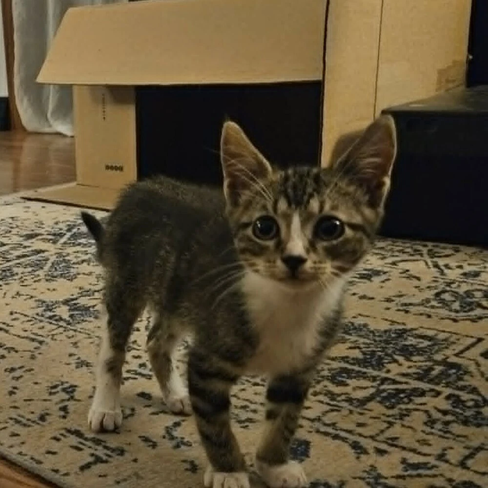 Hansel