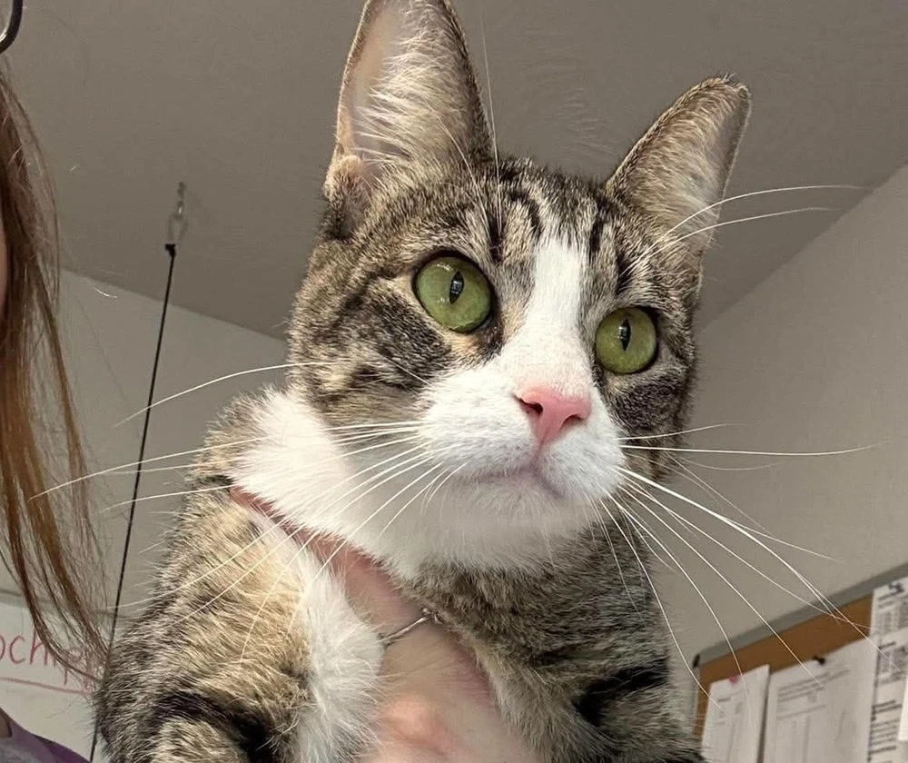 Lulu