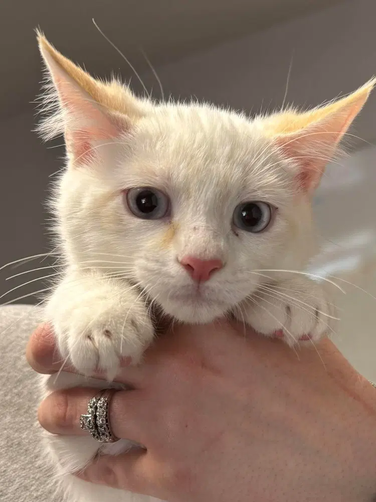 Crawfish - Domestic Short Hair