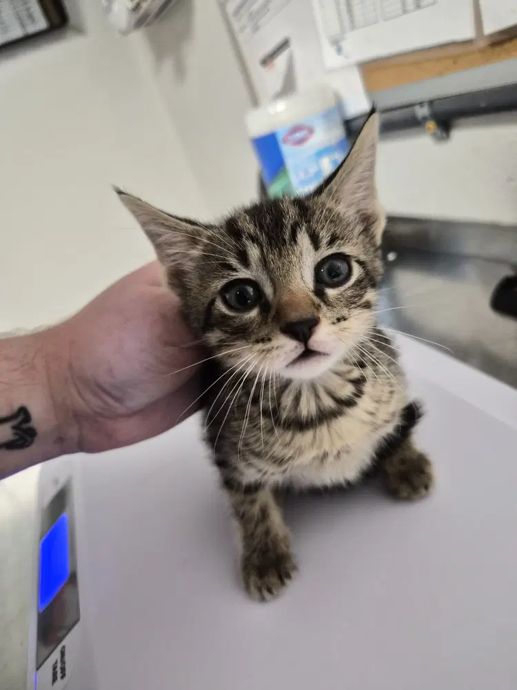 Miles - Domestic Short Hair
