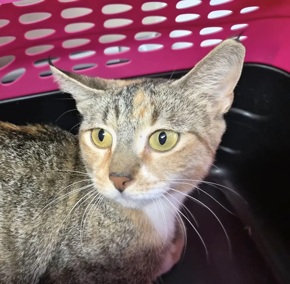 Opalina - Domestic Short Hair