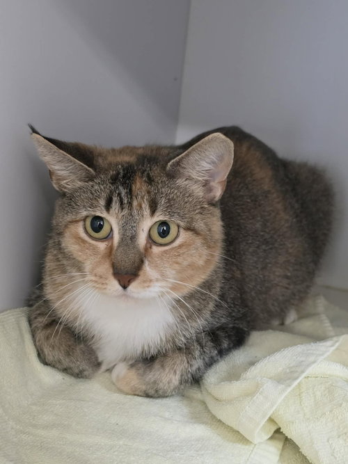 Opalina, an adult female cat up for adoption
