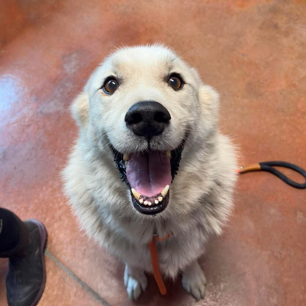 Simba