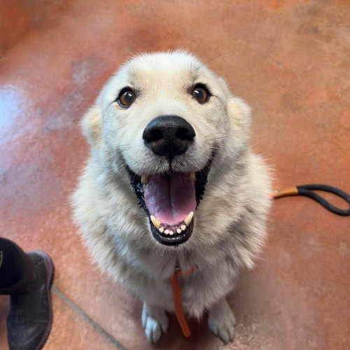 picture of the dog needing adoption