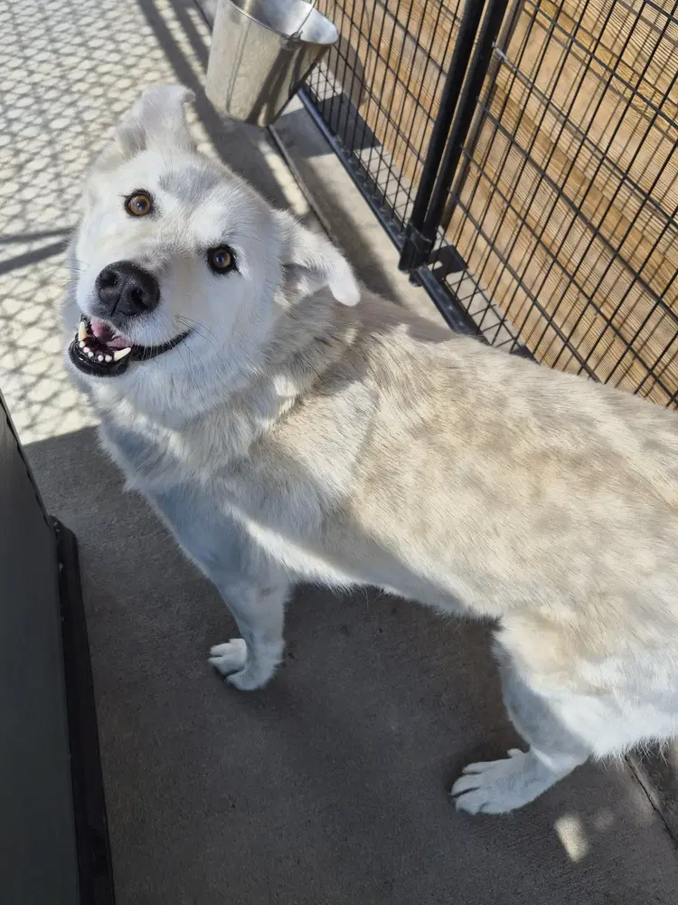 Simba - Great Pyrenees