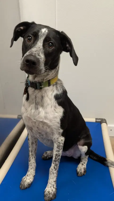 Bravery - Border Collie