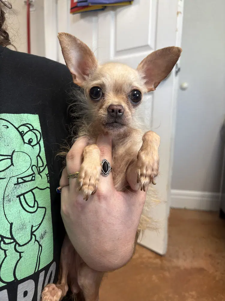 Mouse - Chihuahua
