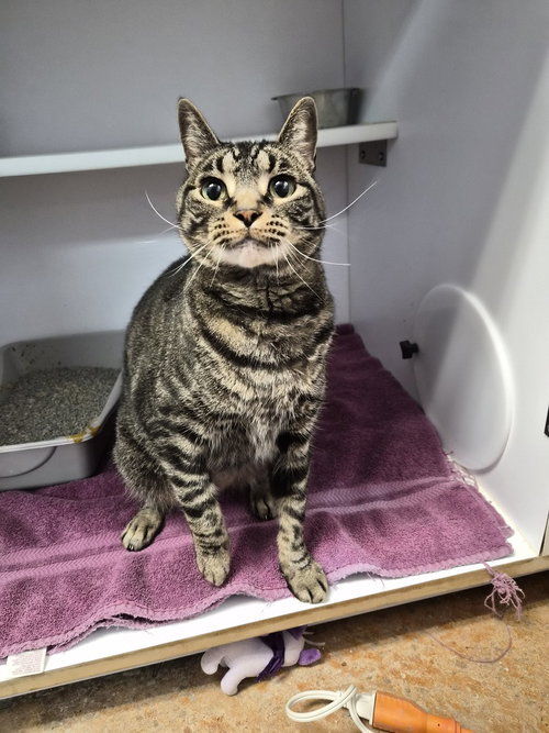 picture of the cat needing adoption