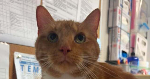 picture of the cat needing adoption