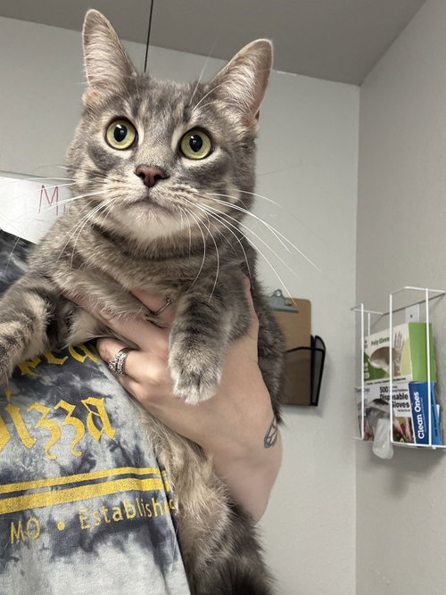 picture of the cat needing adoption