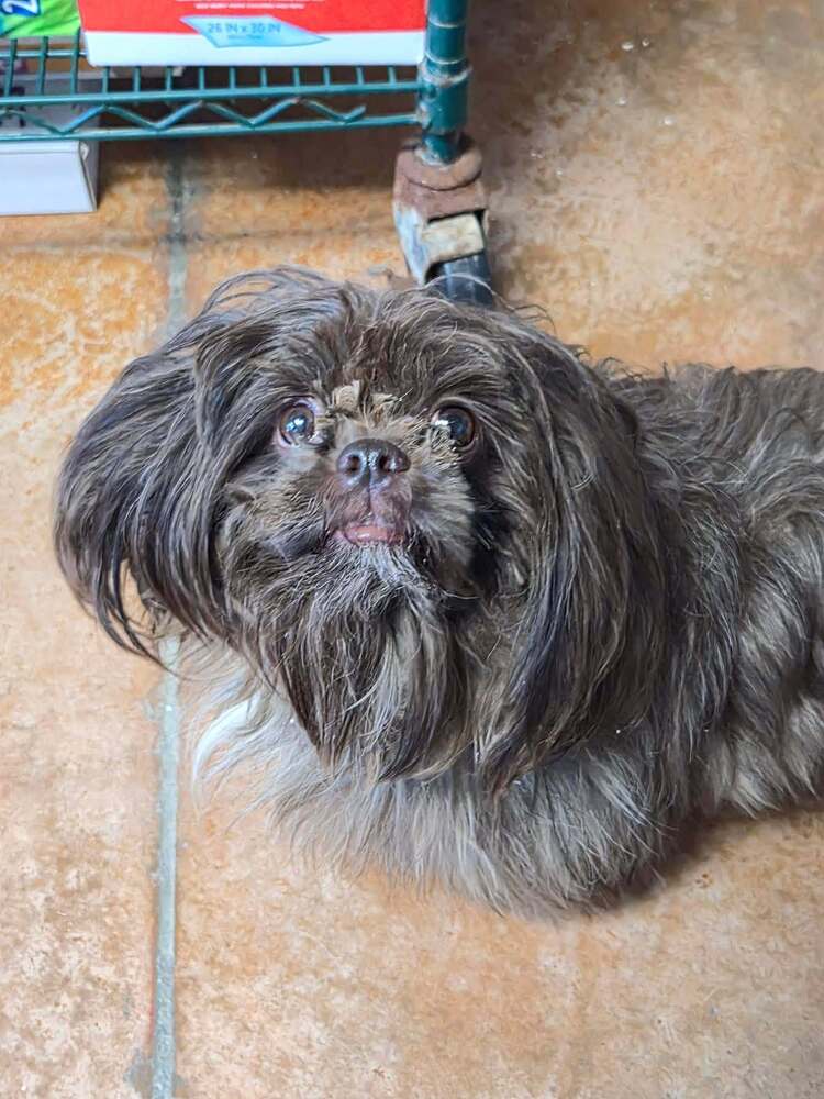 Mylo
