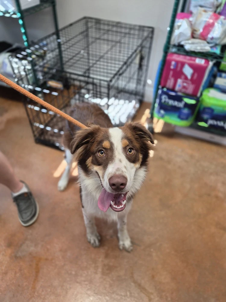 Roscoe